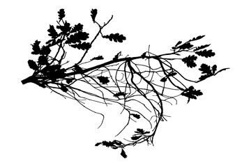 Illustration, silhouette of oak branch on transparent background