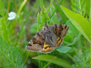 The burnet companion moth (Euclidia glyphica) resting in green grass