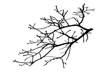 Illustration, silhouette of oak branch on white background