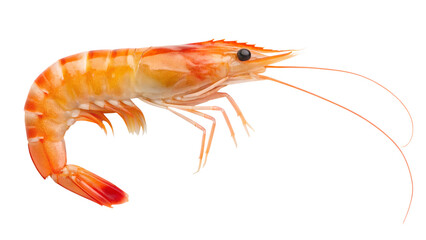Shrimp. PNG.