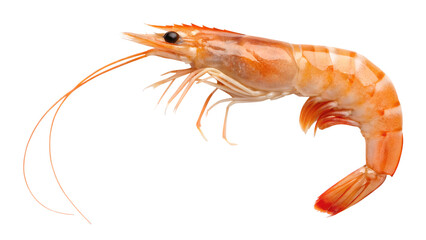 Shrimp. PNG.