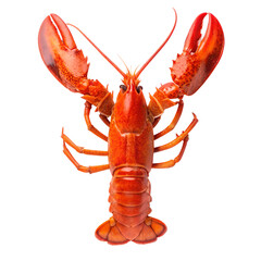 Lobster. PNG.