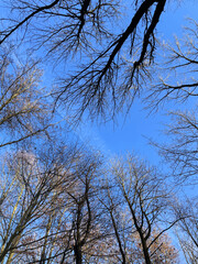 Trees against a blue sky at Ohligser Heide natural reserve during a winter season in Solingen, North Rhine-Westphalia, Germany