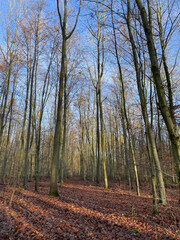 Hiking trail at Ohligser Heide natural reserve during a winter season in Solingen, North Rhine-Westphalia, Germany