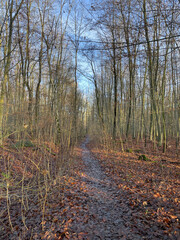 Hiking trail at Ohligser Heide natural reserve during a winter season in Solingen, North Rhine-Westphalia, Germany