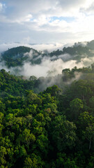 Lush green forest with fog rolling through the mountains