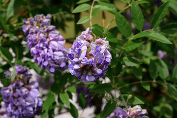 Fototapeta premium purple wisteria flowers with green leaves