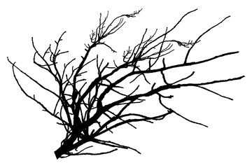 Illustration, silhouette of oak branch on transparent background