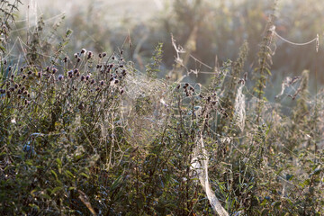 Piękne babie lato na polach