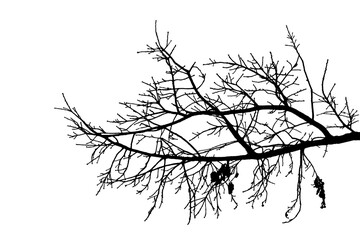 Illustration, silhouette of oak branch on transparent background