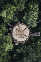 Fototapeta premium aerial view forest floor crosssection tree