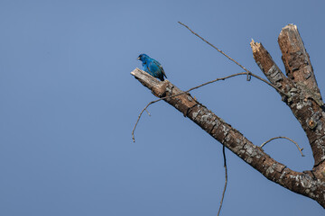Indigo bunting perched in a tree.