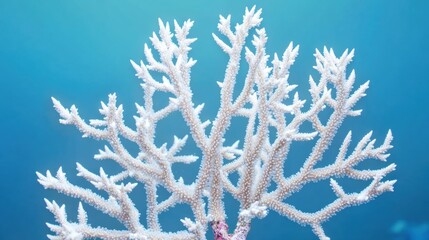 A delicate white coral branch, captured against an elegant blue backdrop, showcases the intricate structure of marine life.
