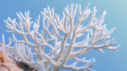 Bleached coral skeleton against a blue water background, highlighting the impact of ocean change