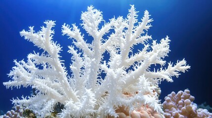 The pristine, intricate structure of a white coral. A stunning display of nature's artistry against a dark background, captured underwater.