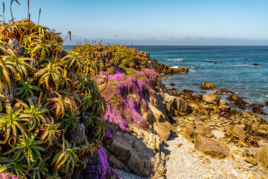 View of the Pacific Ocean and the blooming shore, Lovers Point Park