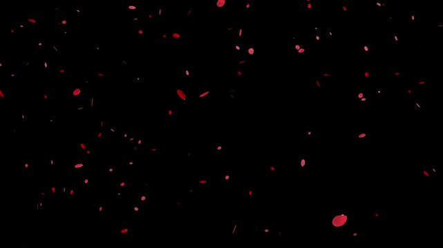 黒い背景と上から落ちてくる薔薇の花びら