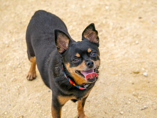ドッグランで遊ぶ犬