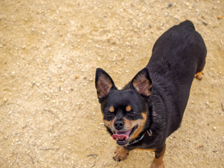 ドッグランで遊ぶ犬