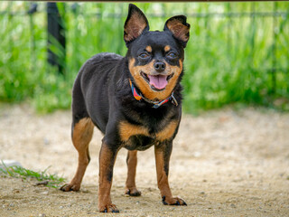 ドッグランで遊ぶ犬