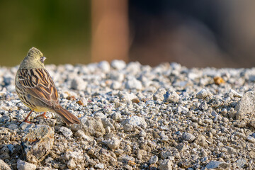 地面を歩くアオジ