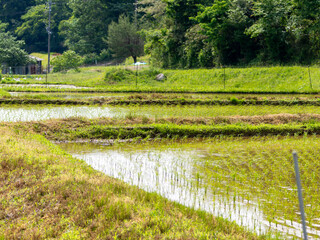 田植えが終わった棚田の風景