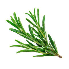 Fototapeta premium Fresh Rosemary Sprig: An image of a vibrant green rosemary sprig, a fragrant herb, perfectly captured in a studio shot. The detail in the leaves invites culinary exploration.
