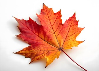 The autumn season shows red maple leaves, a colorful foliage of nature's botany