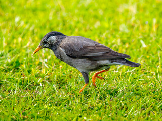 餌を探して地面を歩くムクドリ