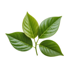 Obraz premium green leaves on white background