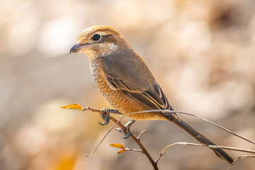 枝にとまるモズ