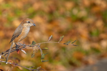 枝にとまるモズ