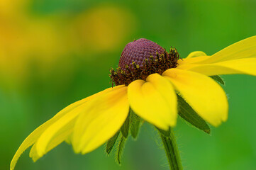 yellow black-eyed susan wildflower