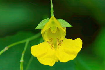 yellow jewelweed flower