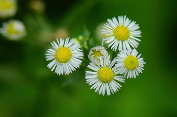 Obraz premium closeup of daisy fleabane wildflowers