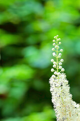 closeup of black cohosh flowers
