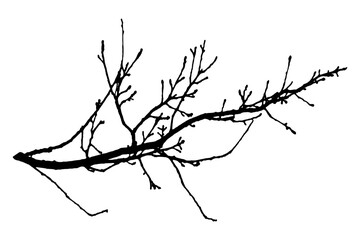 Illustration, silhouette of oak branch on white background