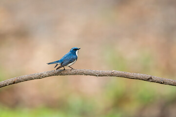 The  ultramarine flycatcher about to fly and posing on a tree bark