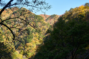 埼玉県秩父市　中津川の紅葉

