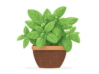 Obraz premium fresh basil in a pot