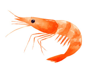 Shrimp seafood delicacy