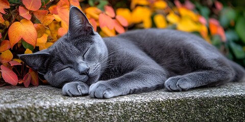 Gray cat resting outdoors