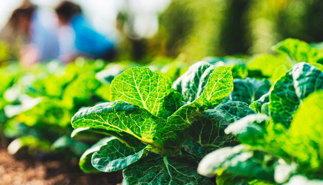 Community Vegetable Garden