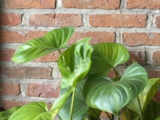 Lush green philodendron plant leaves adorn an exposed brick wall in a stylish and modern interior...
