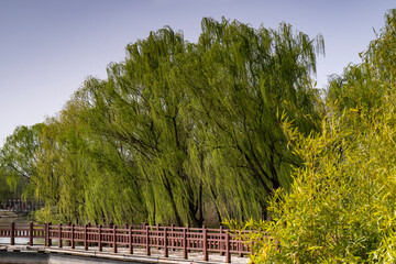 tree in the park