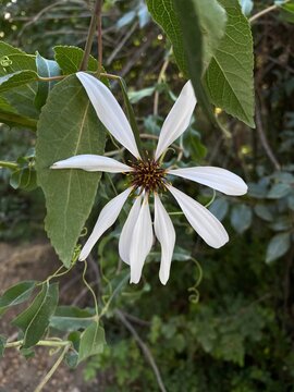 Mutisia spinosa in Bariloche, Neuquen, Argentina