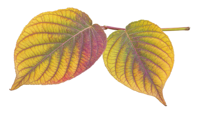 Two heart-shaped leaves, yellow, red, and burgundy hues, prominent veins, attached to a slender twig against a black background