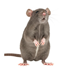 Domestic Rat Standing Upright on White
