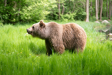 Eurasian brown bear with bright soft fur looking around. Female Ursus arctos side view on a meadow with lush green grass in the spring season. Cute mammal in the wild nature.