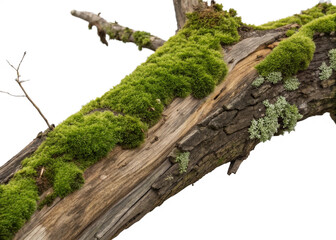 weathered tree branch, covered in patches of vibrant green moss, isolated on transparent background. 
